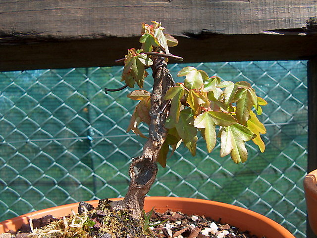 Acer Tridente inclinado - Adubação forte agua e sol.