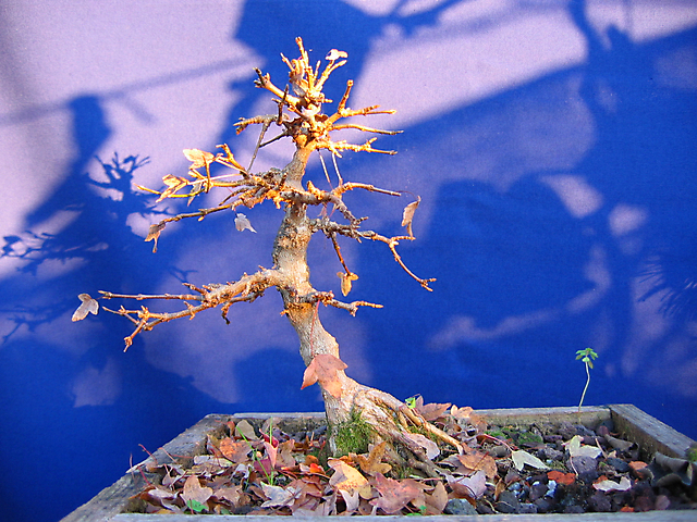 Acer Tridente inclinado - Seca estrema quaz matou o bonsai