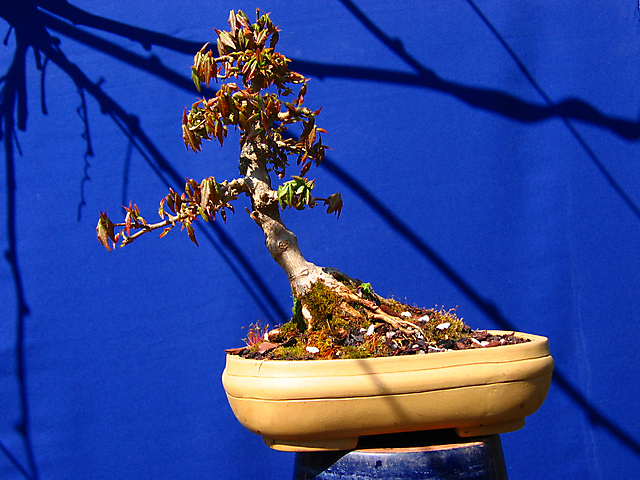 Acer Tridente inclinado - Muda de vaso e poda dos ramos