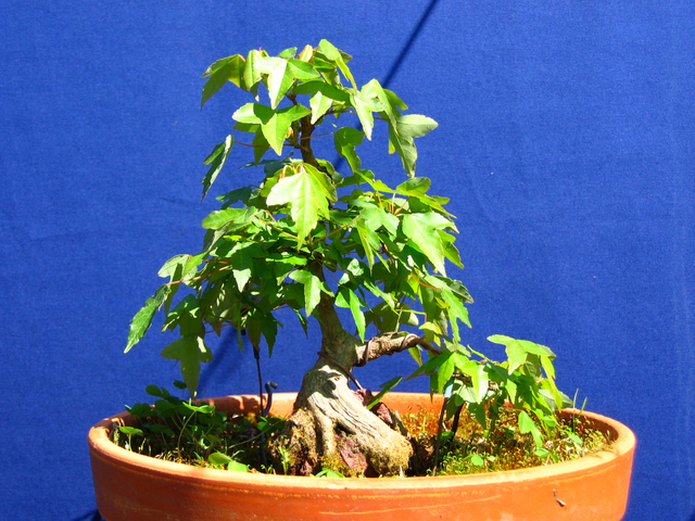 Acer Trident em estilo Ishitsuki- Metsumi, adubo e agua para desenvolver o bonsai