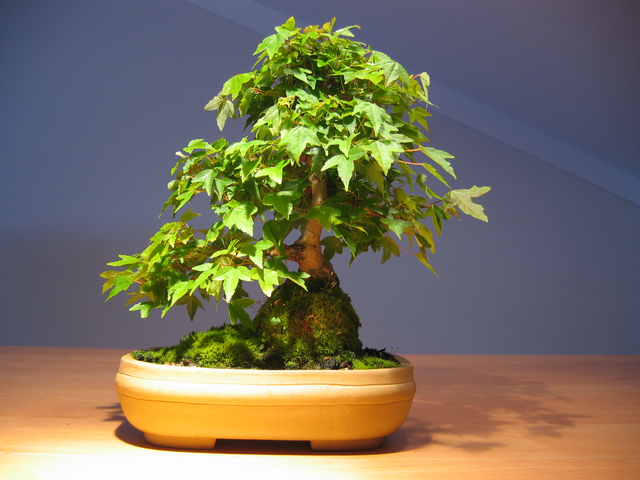 Acer Trident em estilo Ishitsuki- Fotos de bonsai para Wallpaper