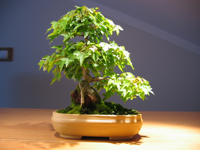 Acer Trident em estilo Ishitsuki- Fotos de bonsai para Wallpaper