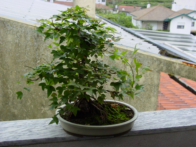 O Acer Tridente recto, o meu mais velho bonsai- Muda de vaso e analise da arvore