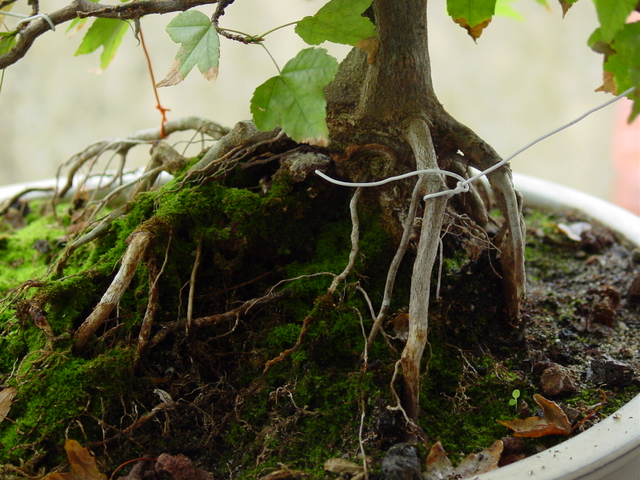 O Acer Tridente recto, o meu mais velho bonsai- Nebari mal formado