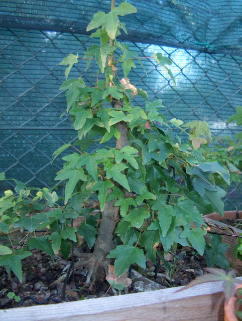 O Acer Tridente recto, o meu mais velho bonsai- Colocação em caixa de criação