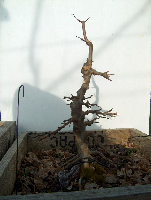 O Acer Tridente recto, o meu mais velho bonsai- O Apex tambem não esta grande coisa.