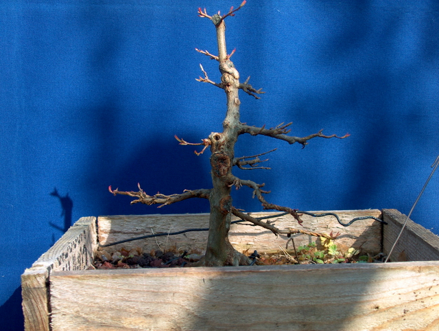 O Acer Tridente recto, o meu mais velho bonsai- Pequena poda de Inverno