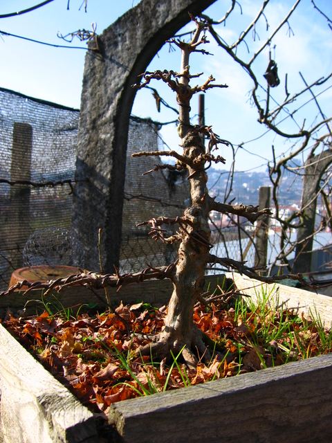 O Acer Tridente recto, o meu mais velho bonsai- Colocação de arames após poda de Inverno