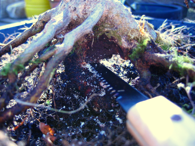 O Acer Tridente recto, o meu mais velho bonsai- Corte da raiz inferiore e remoção da pedra