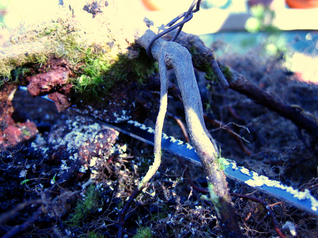O Acer Tridente recto, o meu mais velho bonsai- Corte da raiz inferiore e muda de vaso