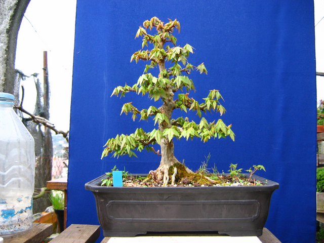 O Acer Tridente recto, o meu mais velho bonsai- Um ano após o corte da raiz