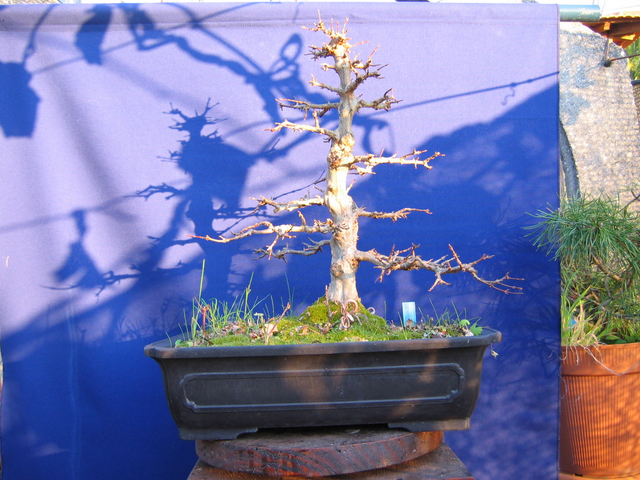 O Acer Tridente recto, o meu mais velho bonsai- Analise do Apex e estrutura da arvore