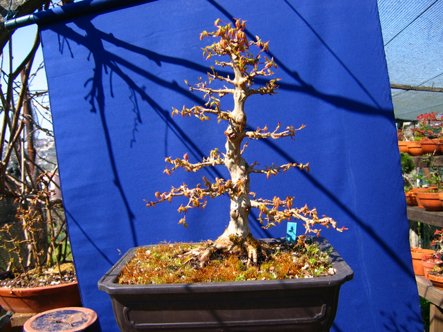 O Acer Tridente recto, o meu mais velho bonsai- Depois da poda de inverno os rebentos de Primavera