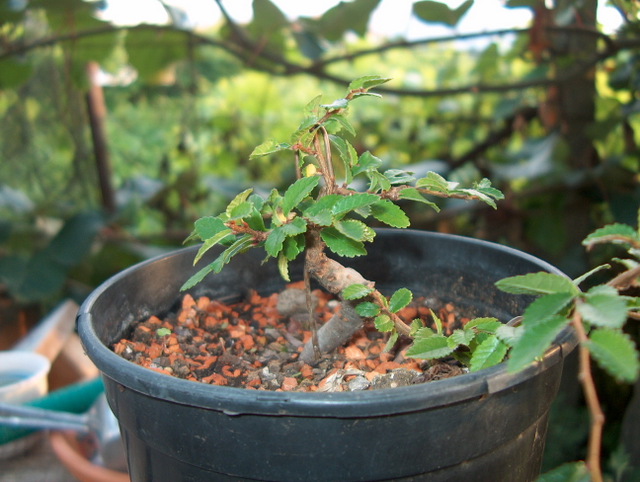 Mame informal Ulmus Parvifolia- Colocação em vaso de engorda