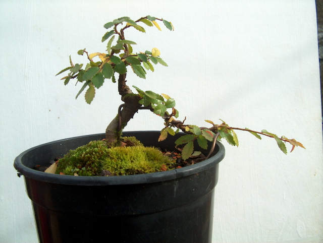 Mame informal Ulmus Parvifolia- Amarração e poda para controlo dos ramos