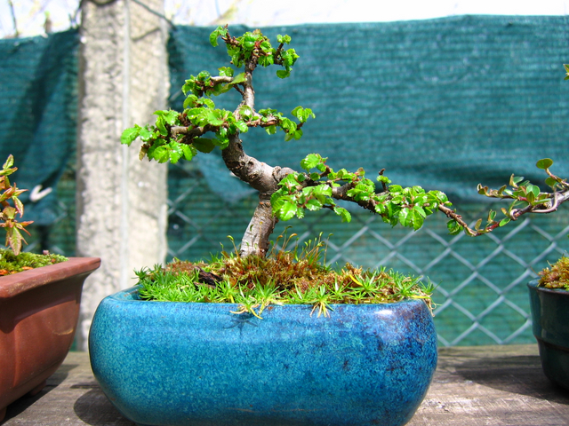 Mame informal Ulmus Parvifolia- Poda de controlo dos tufos de folhas