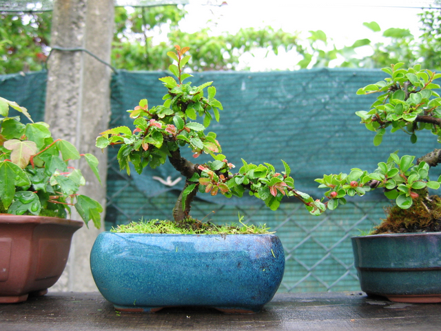 Mame informal Ulmus Parvifolia- Esta a melhorar os tufos de folhas