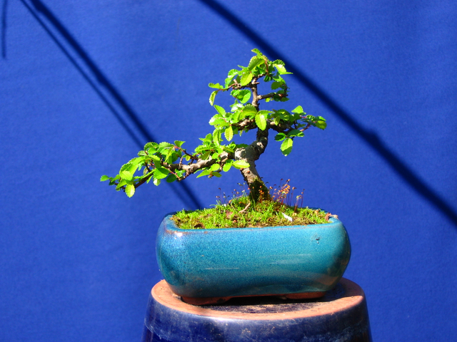 Mame informal Ulmus Parvifolia- Poda só controlo dos tufos de folhas e muda