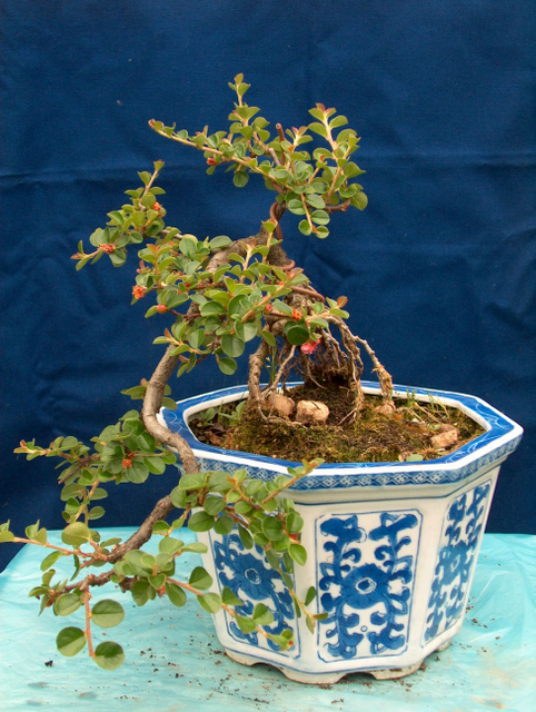 Cotoneaster Horizontalis em cascata- Colocação em vaso e remoção de arames