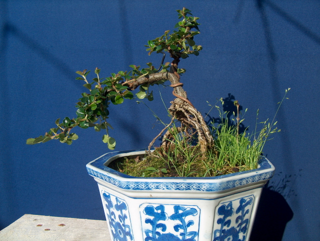 Cotoneaster Horizontalis em cascata- Colocação de arames no Apex