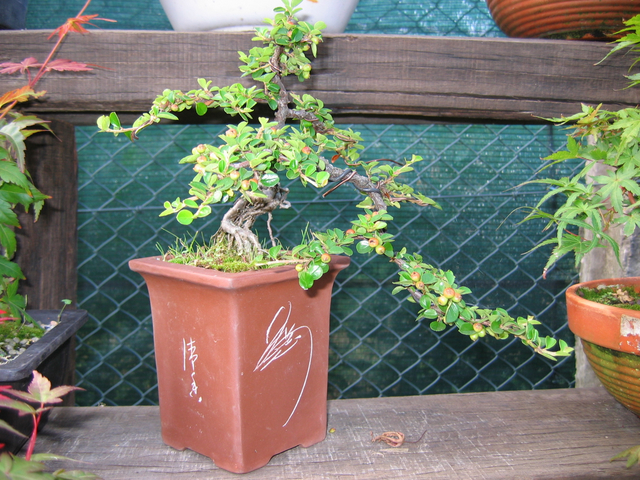 Cotoneaster Horizontalis em cascata- Colocação de arames na zona intermedia da cascata