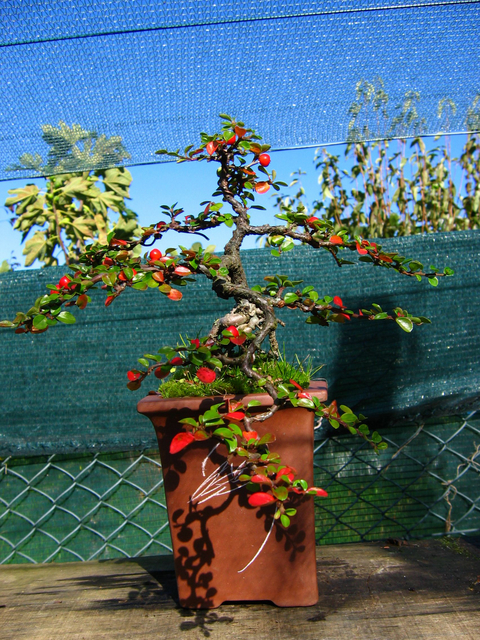 Cotoneaster Horizontalis em cascata- Remoção de todos os arames, core de Outono