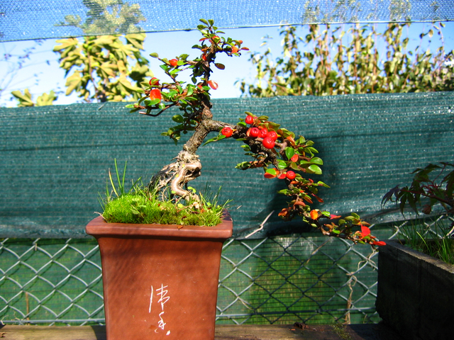 Cotoneaster Horizontalis em cascata- Fruto do Cotoneaster Horizontalis