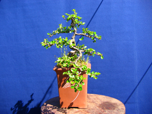 Cotoneaster Horizontalis em cascata- Foto frontal da cascata