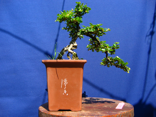 Cotoneaster Horizontalis em cascata- Analise das raízes e estrutura