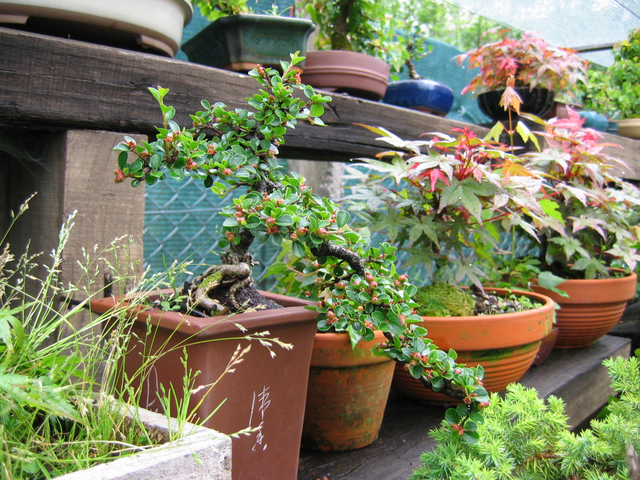 Cotoneaster Horizontalis em cascata- Muda de vaso, poda e colocação de pedra