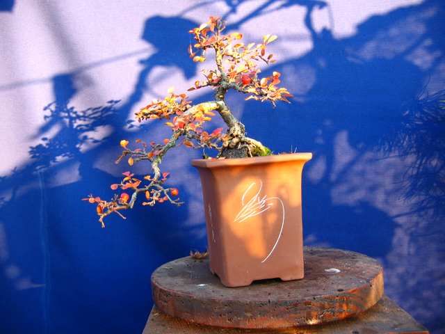 Cotoneaster Horizontalis em cascata- Cores de Outono