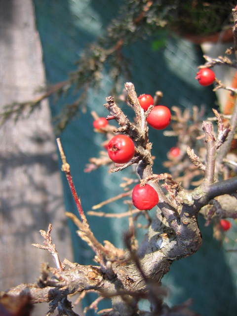 Cotoneaster Horizontalis em cascata- Foto do fruto do Cotoneaster Horizontalis