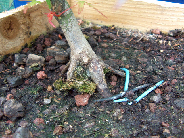 Acer Palmatum Beni Stukasa com estilo Bakan- Pormenor do Nebari do beni stukasa