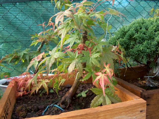 Acer Palmatum Beni Stukasa com estilo Bakan- Muito sol, agua e adubos