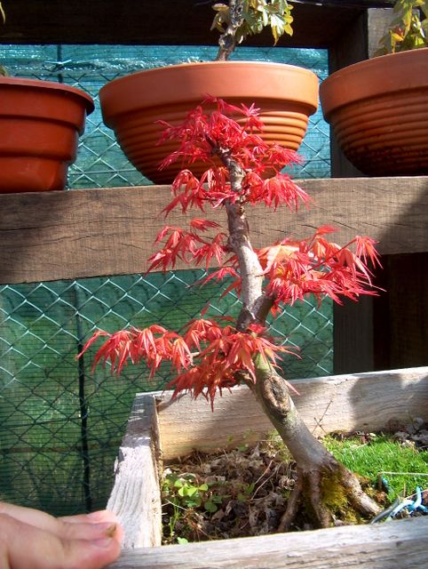 Acer Palmatum Beni Stukasa com estilo Bakan- Já podemos ver as futuras formas, corte de Apex