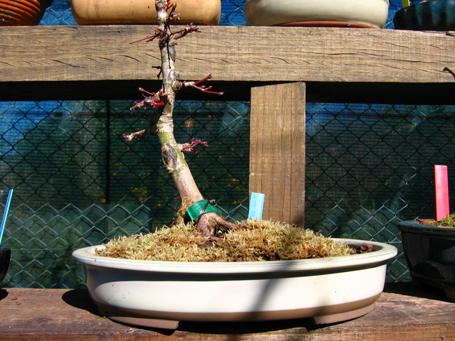 Acer Palmatum Beni Stukasa com estilo Bakan- Mudança de vaso, poda de Inverno 
