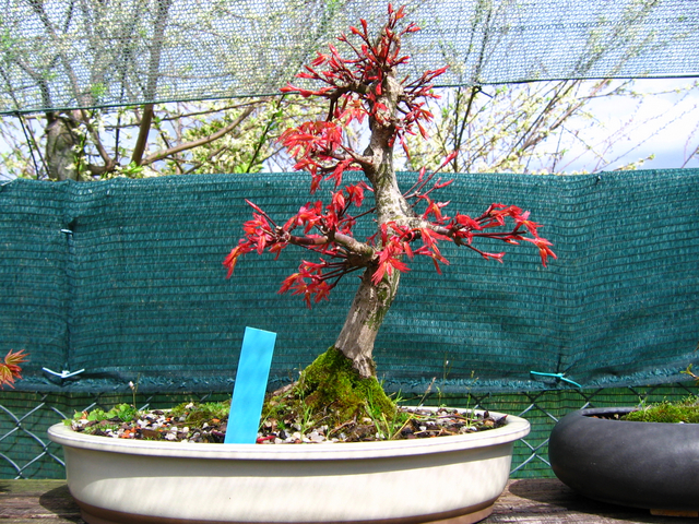 Acer Palmatum Beni Stukasa com estilo Bakan- corte de raízes e analise da arvore