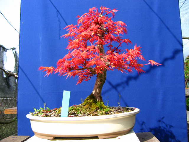 Acer Palmatum Beni Stukasa com estilo Bakan- Metsumi e admirar a beleza das cores de primavera