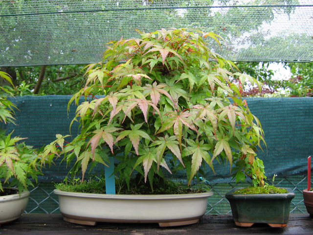 Acer Palmatum Beni Stukasa com estilo Bakan- Foto para vermos a mudança de cor das folhas