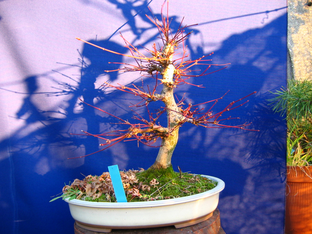 Acer Palmatum Beni Stukasa com estilo Bakan- Foto de invero antes da poda.