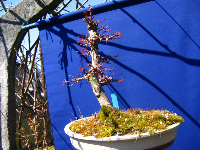 Acer Palmatum Beni Stukasa com estilo Bakan- Foto depois da poda de inverno