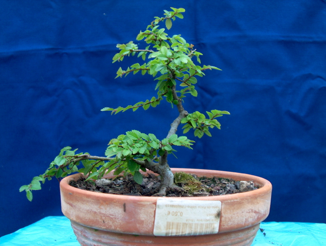 Primeiro bonsai Ulmus Parvifolia - História deste bonsai Ulmus Parvifolia