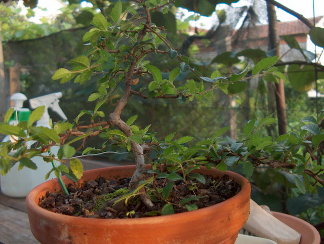 Primeiro bonsai Ulmus Parvifolia - Formação do Ulmus Parvifolia