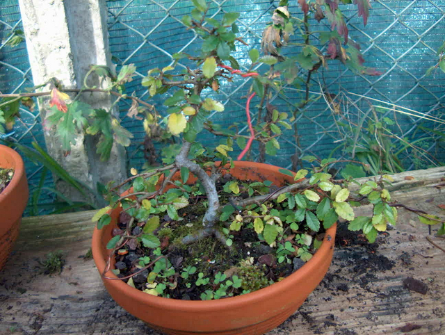 Primeiro bonsai Ulmus Parvifolia - Fim de Inverno, poda e colocação de Arames