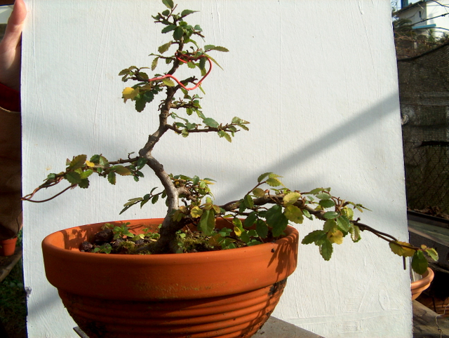 Primeiro bonsai Ulmus Parvifolia - Amaração com arames refeita.