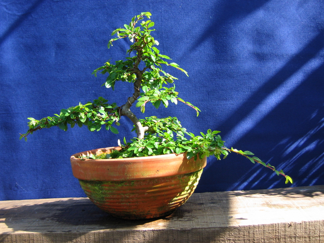 Primeiro bonsai Ulmus Parvifolia - Remoção de arames e re-colocação dos mesmos.