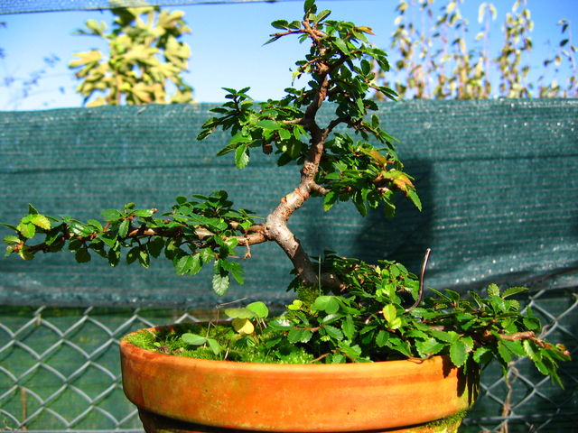 Primeiro bonsai Ulmus Parvifolia - Mais uma pode de controlo dos tufos de folhas