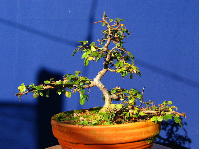 Primeiro bonsai Ulmus Parvifolia - Foto de Inverno do bonsai 