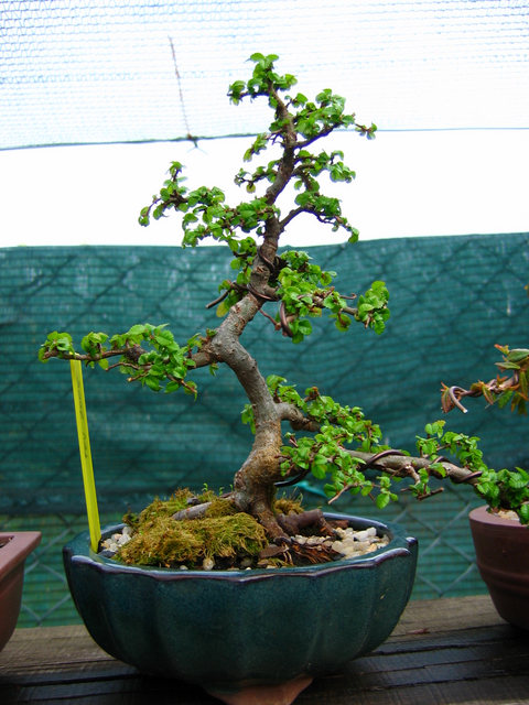 Primeiro bonsai Ulmus Parvifolia - Arranque de Primavera do Ulmus um pouco tarde