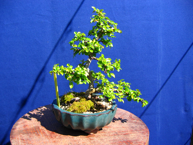 Primeiro bonsai Ulmus Parvifolia - O Apex esta a ficar demasiado grande